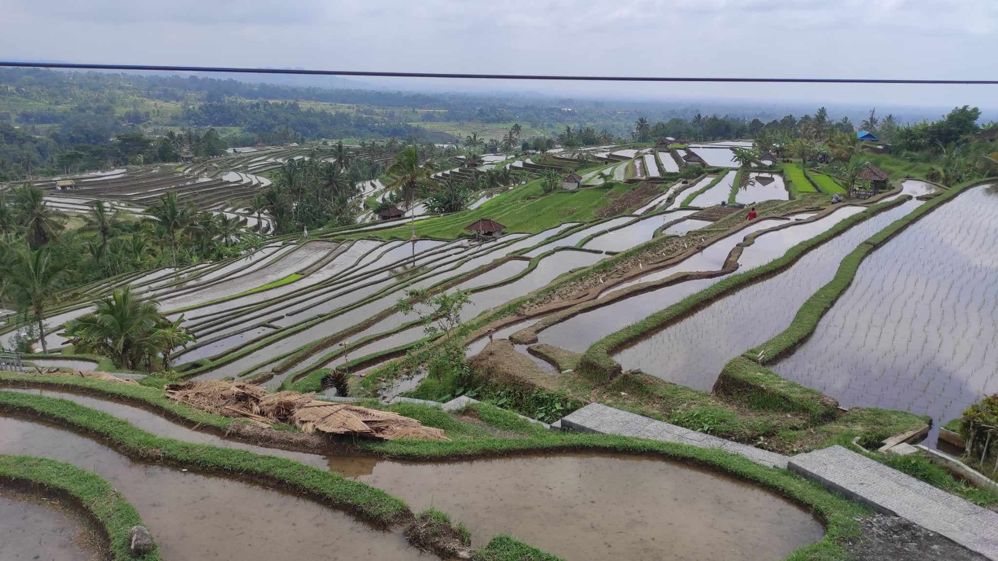 7. nap: A Junglegold csokigyár, Jutiluwih rizsteraszok és Ulun Danu