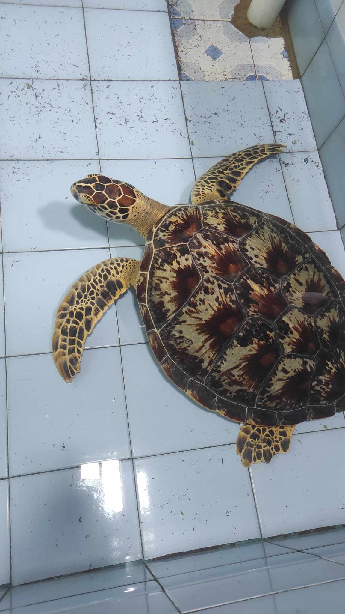 8. nap: Bali fővárosa Denpasar és teknősmentés